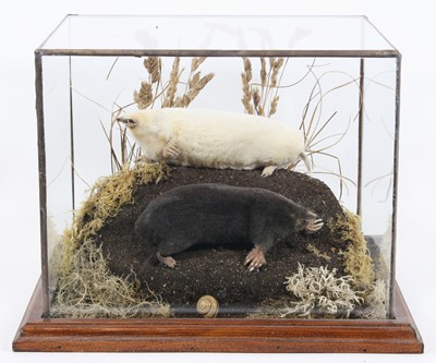Lot 3669 - A brace of taxidermy moles (Talpa europaea),...
