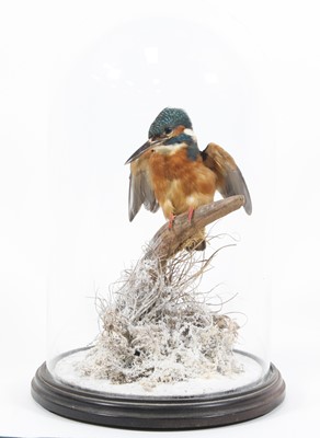 Lot 3680 - A taxidermy Kingfisher (Alcedo atthis),...