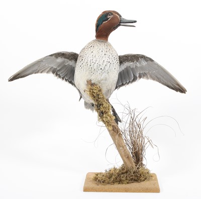 Lot 3625 - A taxidermy Teal (Anas crecca) mounted as...