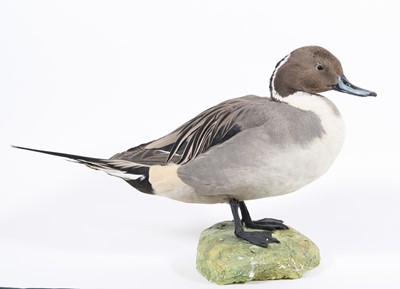 Lot 3655 - A taxidermy Pintail Duck (Anus acuta), full...