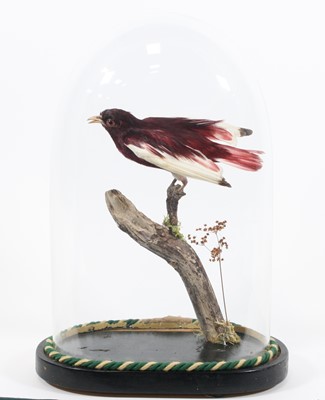 Lot 3690 - A taxidermy Pompadour Cortinga (Xipholena...