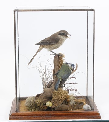 Lot 3656 - A taxidermy Red-Back Shrike (Lanius collurio),...
