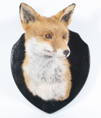 Lot 3681 - A taxidermy Fox (Vulpes vulpes) mask, the head...