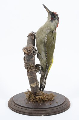 Lot 3626 - A 20th century taxidermy Green Woodpecker...