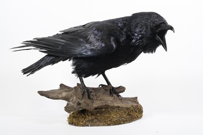 Lot 3687 - A large taxidermy Raven (Corvus corax), the...
