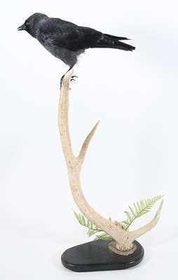 Lot 3668 - A taxidermy Jackdaw (Coloeus monedula),...