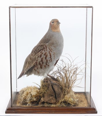 Lot 3658 - A taxidermy English Grey Partridge (Perdix...