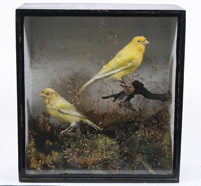 Lot 3659 - A brace of Victorian taxidermy...