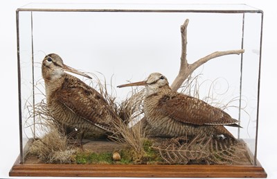Lot 3667 - A brace of taxidermy Woodcock (Scalopax...
