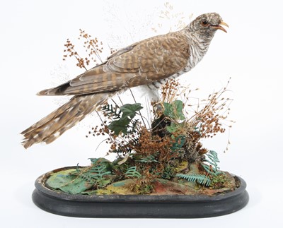 Lot 3635 - A Victorian taxidermy female Cuckoo (Cuculus...