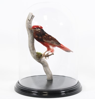Lot 3689 - A taxidermy Red Cotinga (Phoenicircus...