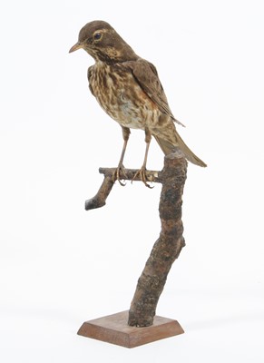 Lot 3598 - A taxidermy  Redwing (Turdus iliacus), mounted...