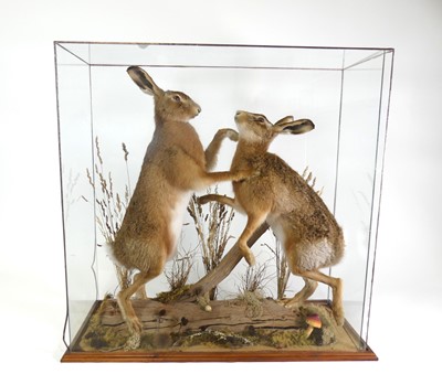 Lot 3691 - A pair of taxidermy Hare (Lepus timidus), each...