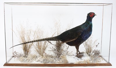 Lot 3670 - A taxidermy Gestland Noir Pheasant (Phasianus...