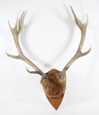 Lot 3608 - A pair of Fallow deer (Duma duma) antlers on...