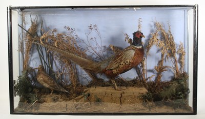 Lot 3604 - An early 20th century taxidermy Pheasant...