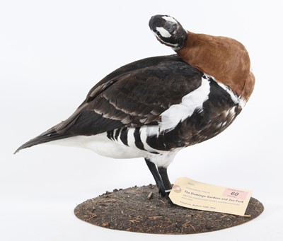 Lot 3601 - A taxidermy Red-breasted Goose (Branta...