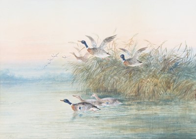 Lot 3576 - Thomas Smythe (British, 1825-1906), Mallards...