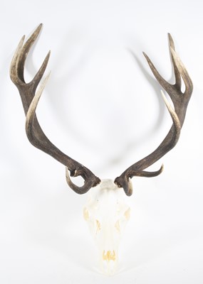 Lot 3600 - A pair of Red Deer (Cervus elaphus0 antlers on...