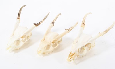 Lot 3609 - A group of three Muntjac (Muntiacus) upper...
