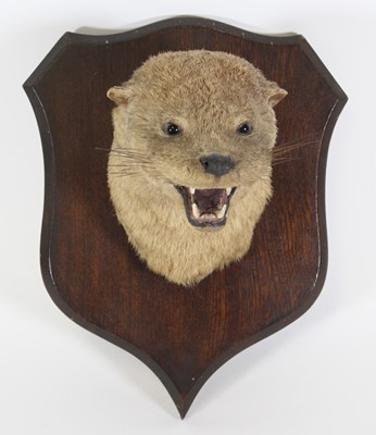 Lot 3678 - A Victorian taxidermy Eurasian Otter Mask...