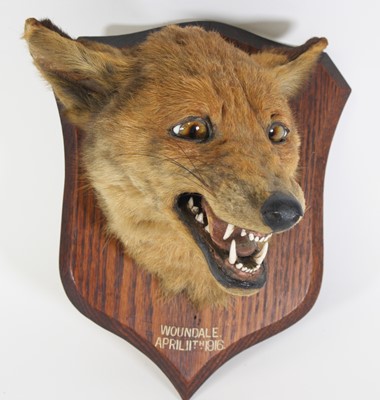 Lot 3679 - An early 20th century taxidermy Fox (Vulpes...