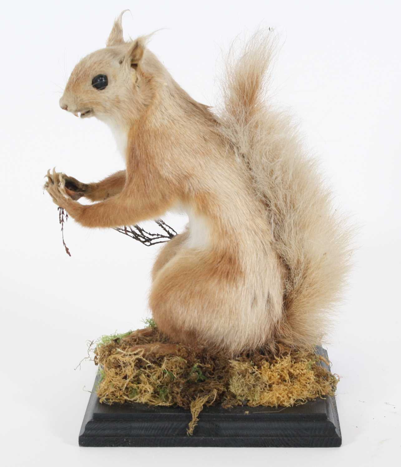 Lot 3589 - A taxidermy Red Squirrel (Sciurus vulgaris),...