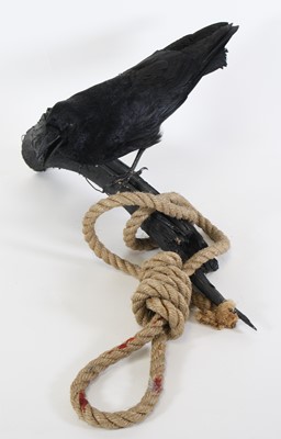 Lot 3671 - A taxidermy Crow (Corvus corax), mounted on a...