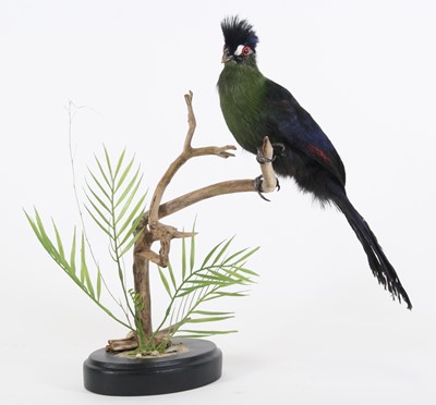 Lot 3682 - A taxidermy Hartlaub's turaco (Tauraco...
