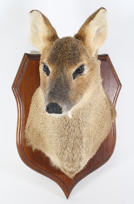 Lot 3675 - A 20th century taxidermy Chinese Water-Deer...