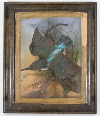 Lot 3652 - A Victorian taxidermy Kingfisher (Alcedo...