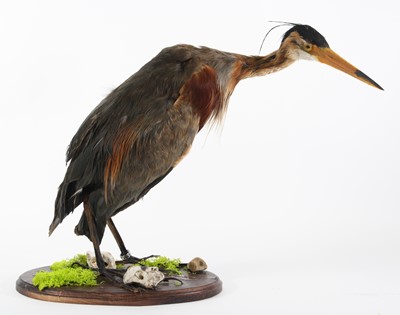 Lot 3642 - A taxidermy Purple Heron (Ardea purpurea),...