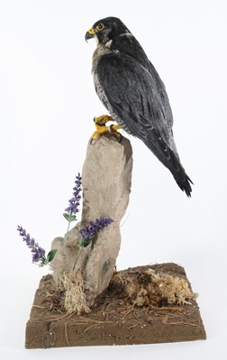 Lot 3685 - A taxidermy Peregrine Falcon (Falco...
