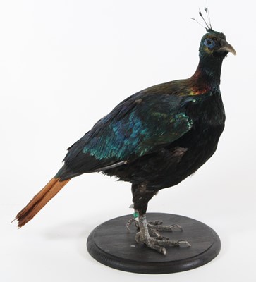 Lot 3684 - A taxidermy Monal Pheasant (Lophophorus...