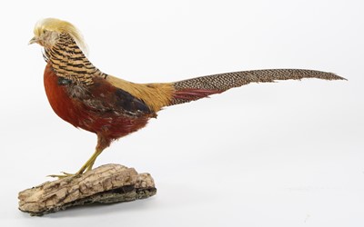 Lot 3643 - A taxidermy Golden Pheasant, (Chrysolophus...