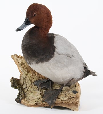 Lot 3650 - A taxidermy Pochard (Aythya ferina), mounted...