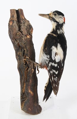Lot 3612 - A taxidermy Greater-Spotted Woodpecker...