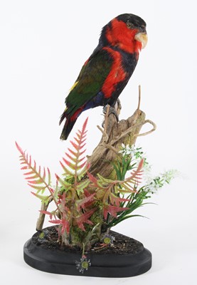 Lot 3672 - A taxidermy Black-capped Lory Parrot (Lorius...