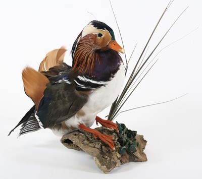 Lot 3651 - A taxidermy Mandarin Drake (Aix galericulata),...