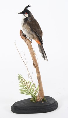 Lot 3644 - A taxidermy Red-Whiskered Bulbul (Pycnonotus...