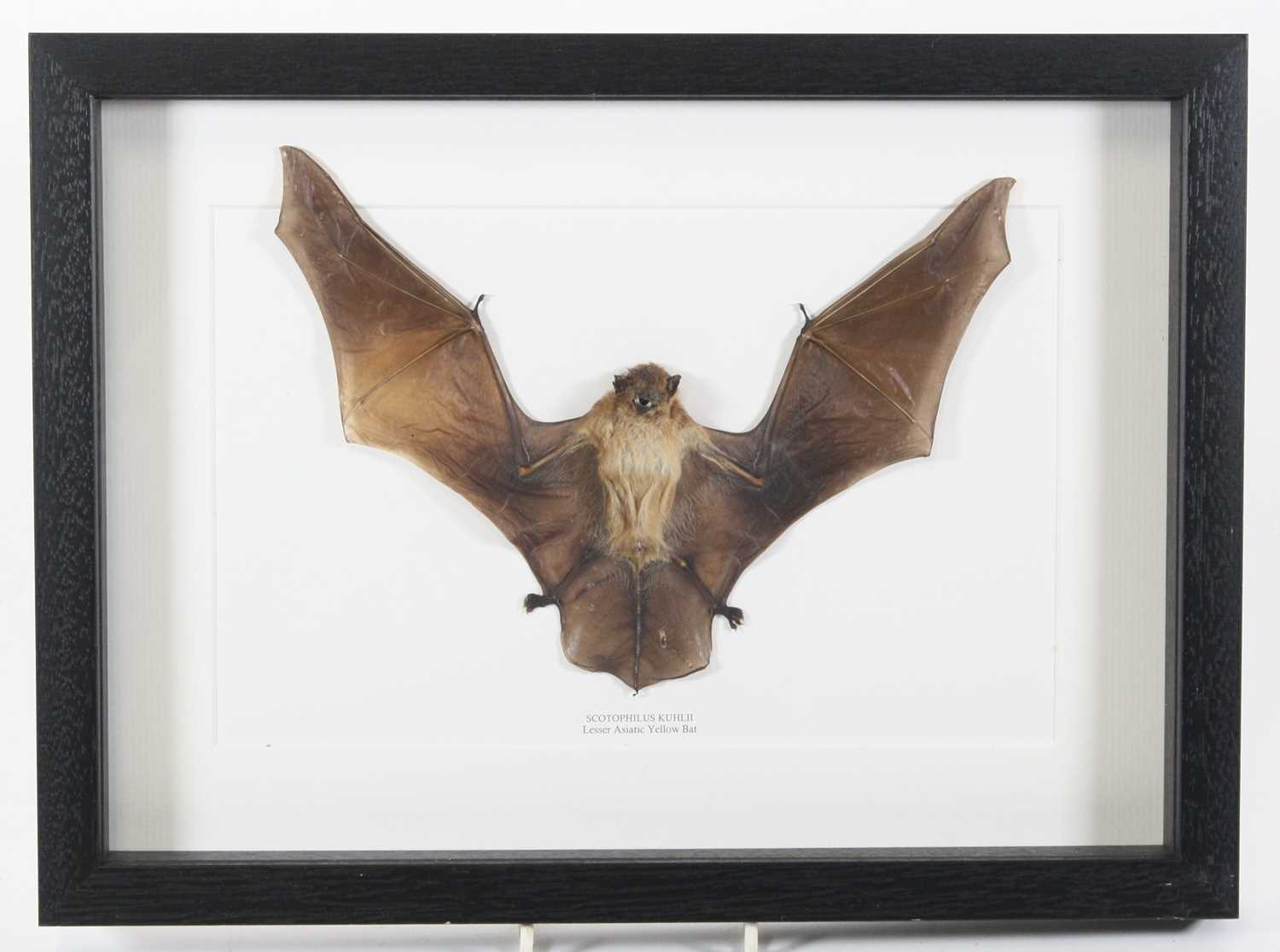 Lot 3606 - A taxidermy Lesser Asiatic Yellow Bat...