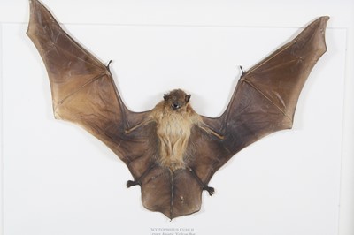Lot 3606 - A taxidermy Lesser Asiatic Yellow Bat...
