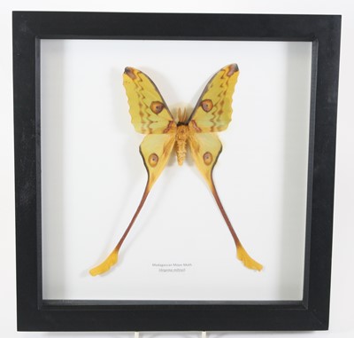 Lot 3614 - A taxidermy Madagascan Moon Moth (Argema...