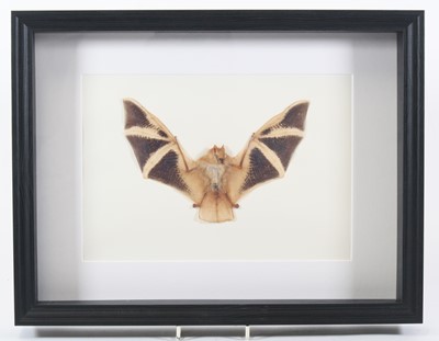 Lot 3623 - A taxidermy Western Red Bat (Lasiurus...