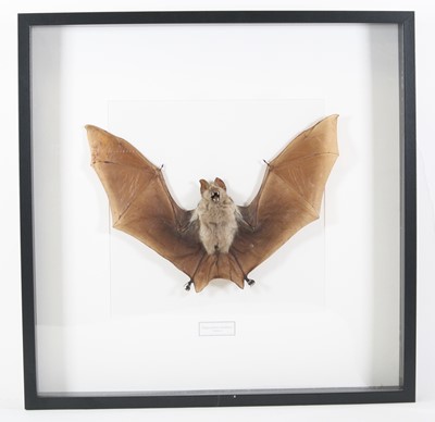 Lot 3624 - A taxidermy Diadem Leaf Nosed Bat...