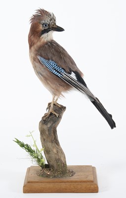Lot 3617 - A taxidermy Jay (Garrulus glandarius), mounted...