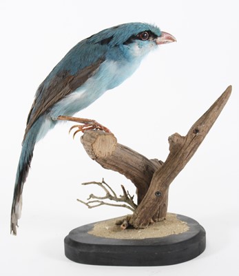Lot 3662 - A taxidermy Green Magpie (Cissa chinensis),...