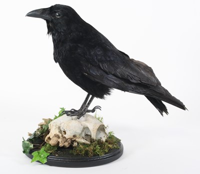 Lot 3645 - A taxidermy Carrion Crow (Corvus corone),...