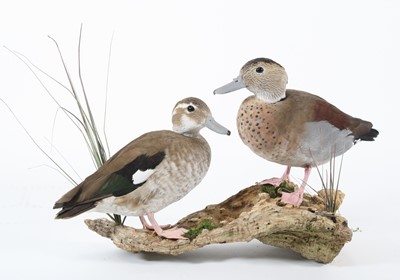 Lot 3649 - A pair of Ring Teal (Callonetta leucophrys),...