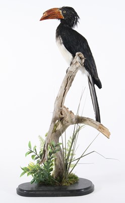 Lot 3688 - A taxidermy Crowned Hornbill (Lophoceros...